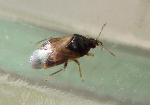 Orius sp.